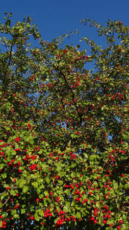 Autumn scene of bush of hawthorn with red berries (Crataegus monogyna)