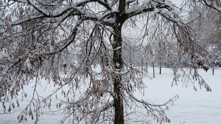 Winter landscape with snowy trees with branches bent from the snowの写真素材