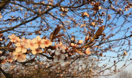 cherry blossom in early spring with blue sky in the backgroundの写真素材
