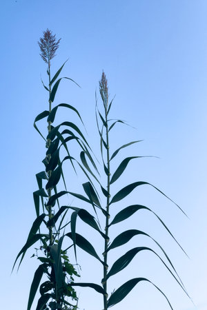 Silhouette of a reed plant against the blue sky.の写真素材