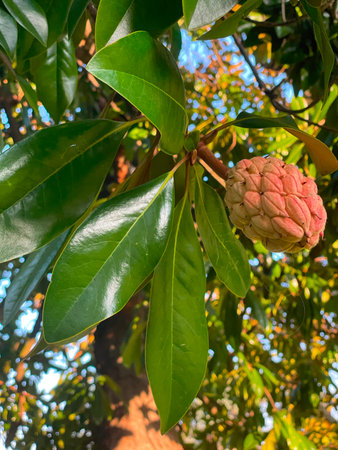 Magnolia grandiflora, Magnolia grandiflora