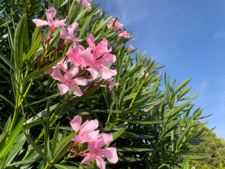 Pink oleander flowers blooming in the garden with blue skyの写真素材