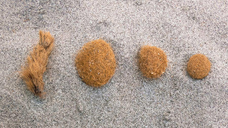 Sea balls or Neptune balls (aegagropila) on the sand of an Italian beach. They are, brown-colored agglomerates, spherical or oval in shape, fibrous remains of a seagrass called Posidonia oceanicaの写真素材