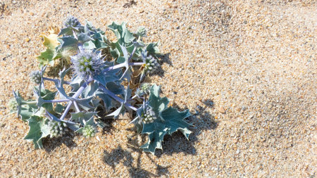 Sea Holly flowers and leaves (Eryngium maritimum) on the sand of an Italian beachの写真素材