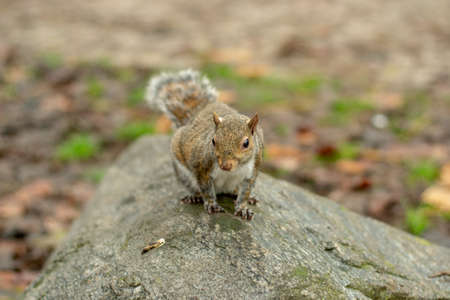 Squirrel in the foreground in the parkの写真素材