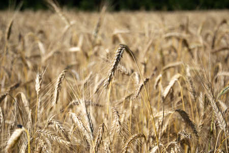 Ears of corn in the summer sunの写真素材