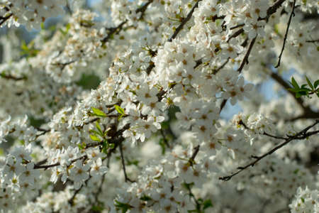 Blossom tree over nature background. Spring flowers. Spring Backgroundの写真素材