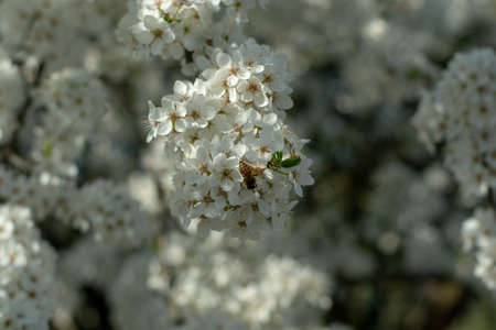 Blossom tree over nature background. Spring flowers. Spring Backgroundの写真素材