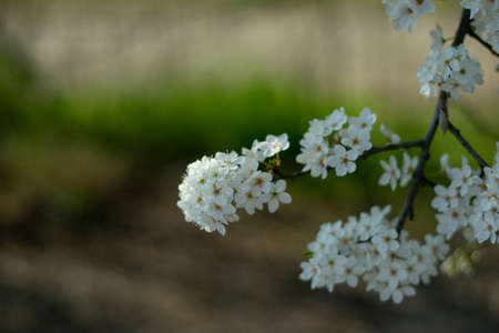 Blossom tree over nature background. Spring flowers. Spring Backgroundの写真素材