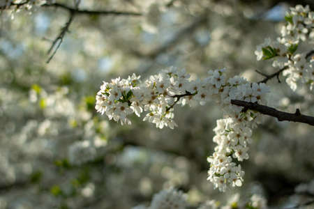 Blossom tree over nature background. Spring flowers. Spring Backgroundの写真素材