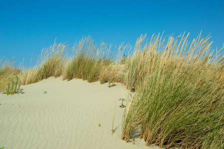 white sand on the beach with dunes in summertime with a blue skyの写真素材