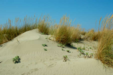 white sand on the beach with dunes in summertime with a blue skyの写真素材