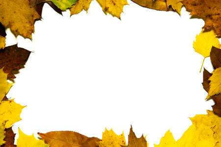 Tree Leaf Frame On White Backgroundの写真素材