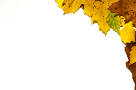 Tree Leaf Frame On White Backgroundの写真素材