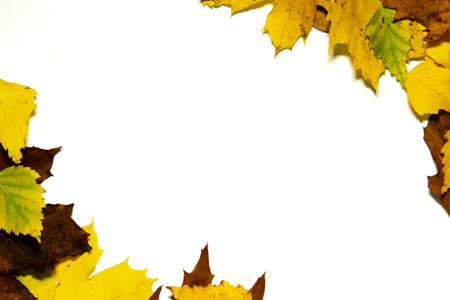Tree Leaf Frame On White Backgroundの写真素材