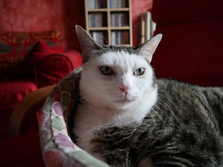 Relaxed domestic cat at home, indoor-Italyの写真素材
