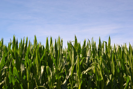 Corn plantation under the summer skyの写真素材