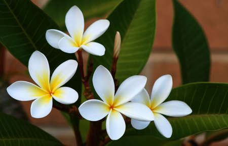 Frangipani (plumeria) with brick backgroundの写真素材