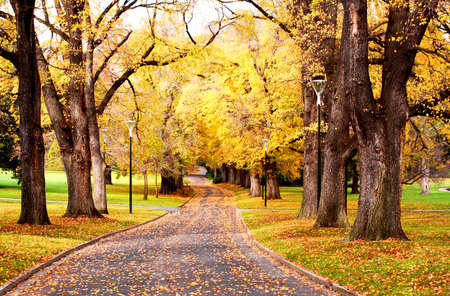 Fall colors ~ glorious golden elm trees in a park, with a road winding through it.