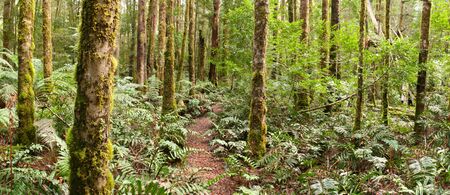 Forest panorama ~ a track winds through a temperate rainforest.  Yarra Ranges, Victoria, Australia. ...