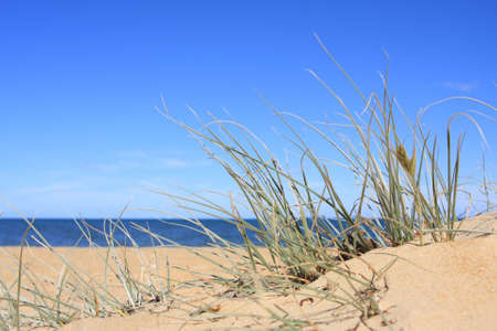 Reeds on a sandy beach, on a clear blue dayの写真素材
