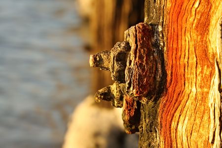 Rusted nut and bolt on a weathered old pier pylon.  Shallow depth of field, water in the background.  Golden dawn light.の写真素材