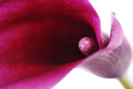 Purple calla lily in close-up.  Soft-focus, on white.の写真素材