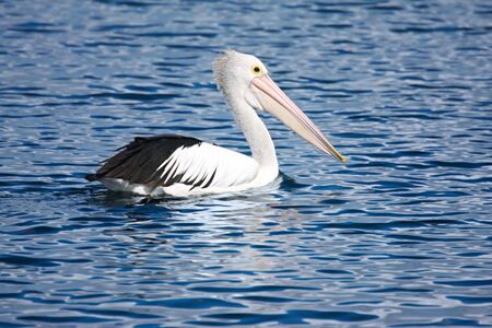 Pelican swimming on blue water.  Bright sun lit up the details of this handsome bird.の写真素材