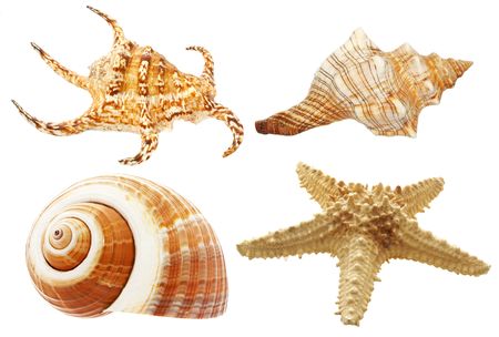 Seashells and a starfish, isolated on white.  XXL file.