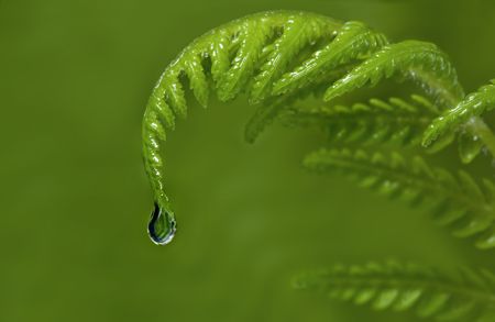 Raindrop falling from new tip of a fern frond.  Blurred green background.の写真素材