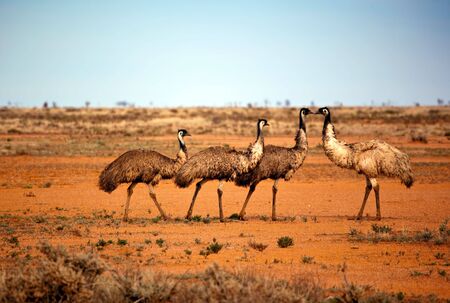 Emus in the wild, outback New South Wales, Australia.の写真素材