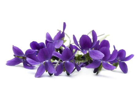 Bunch of violets, over white background.  