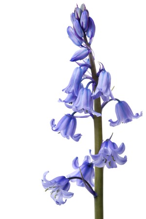 Spring bluebells, in macro, isolated on white background.の写真素材
