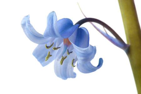 Single bluebell, in closeup, over white background.の写真素材