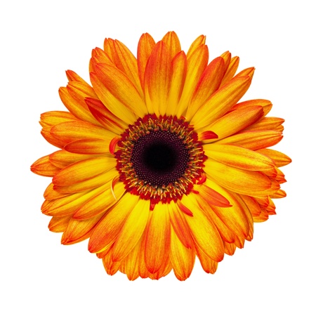 Brilliant orange gerbera daisy, isolated on white.の写真素材