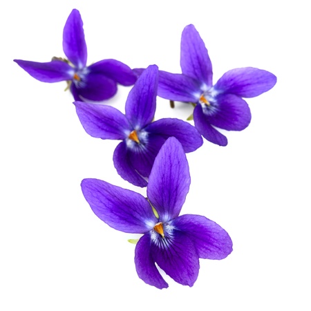 Violets over white background, with soft shadow.
