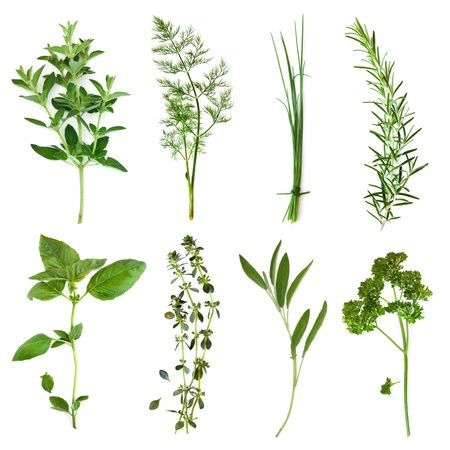 Herbs collection, isolated on white.  Includes oregano, dill, chives, rosemary, basil, thyme, sage and curly parsley.の写真素材