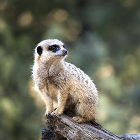 Single meerkat on a log, gazing into the distance   Blurred background のeditorial素材