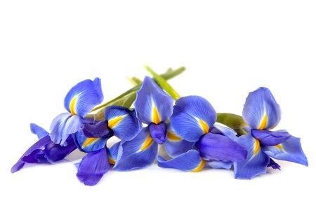 Irises laid over a white background 