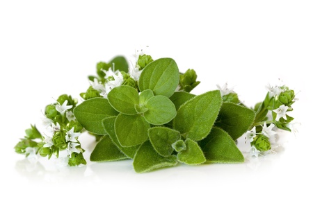 Flowering oregano, isolated on white background.の写真素材
