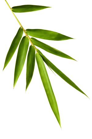 Bamboo leaves isolated on white background の写真素材