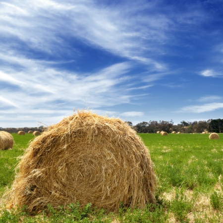 Hay bales in a lush field, with bright blue sky.の写真素材