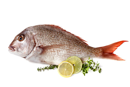 Whole raw fish garnished with lemon, lime and herbs, isolated on white.  Delicious pink snapper.