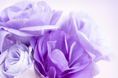 Flower background with violet eustoma or lisianthus.の写真素材