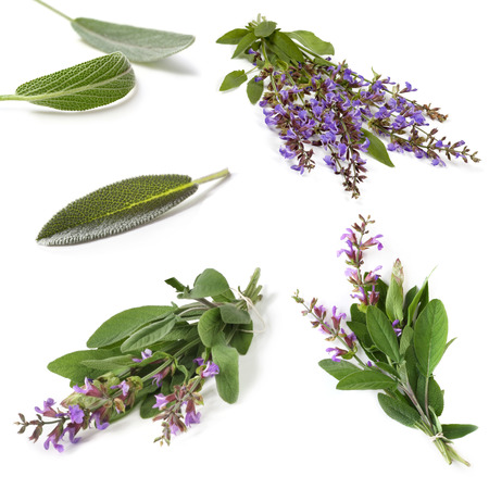 Sage collection, isolated on white.  Fresh herbs, leaves and sprigs, with purple flowers.の写真素材