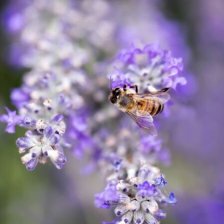 Bee on lavender.  Shallow depth of field, focus on wing.