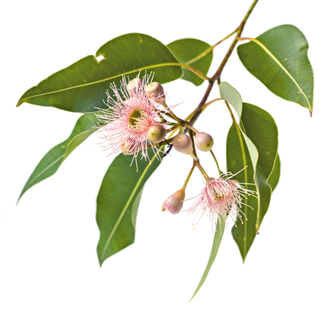 Pink eucalyptus flowers with buds and leaves, isolated on white background.の写真素材