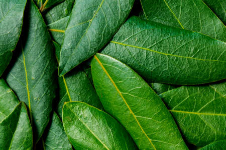 Bay leaves, full-frame background.の写真素材