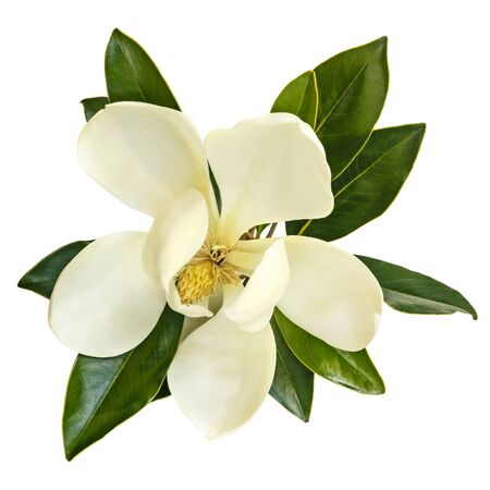 Magnolia flower, top view, isolated on white.  Little Gem evergreen variety.の写真素材