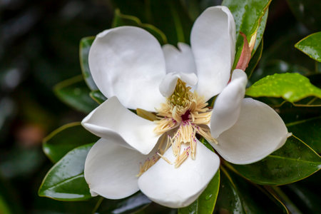 White magnolia flower after rain.の写真素材